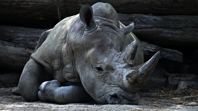 Gray rhino lying beside the grey wood
